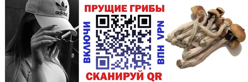 Псилоцибиновые грибы Cubensis  блэк спрут маркетплейс  мориарти формула  Пролетарск 